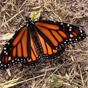 Meet your Posher, Robyn